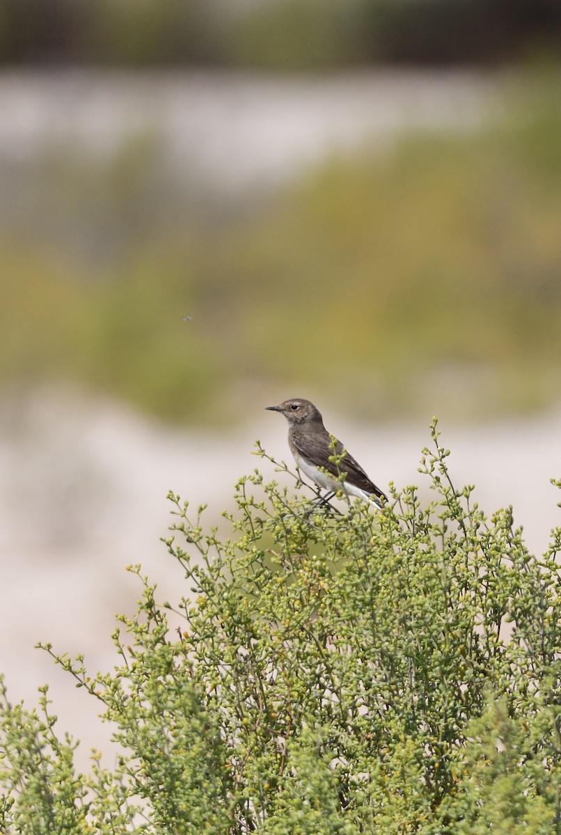 白頂䳭 - ML644633527