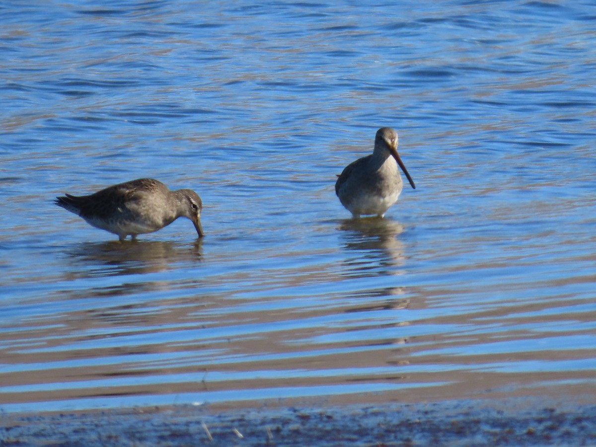 Американский бекасовидный веретенник - ML644633538