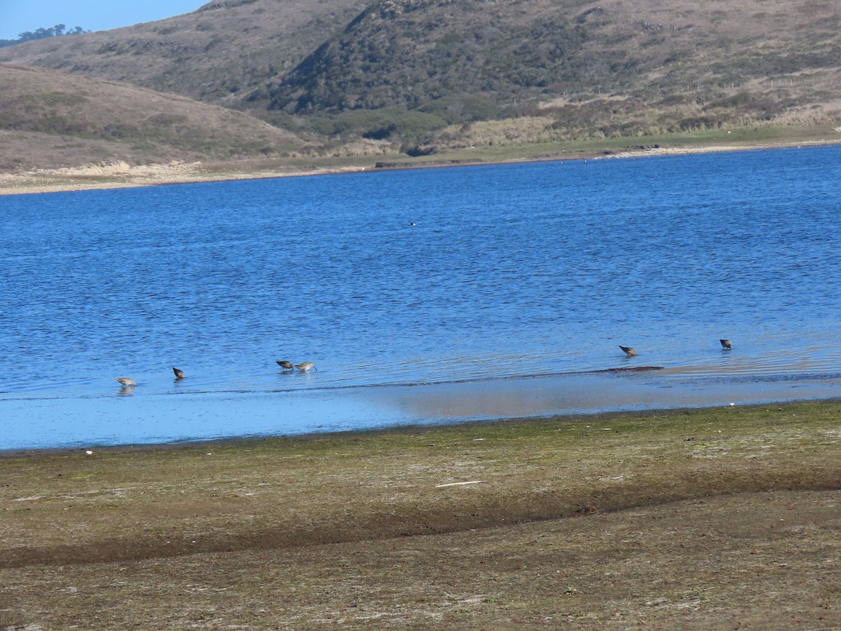 Американский бекасовидный веретенник - ML644633539