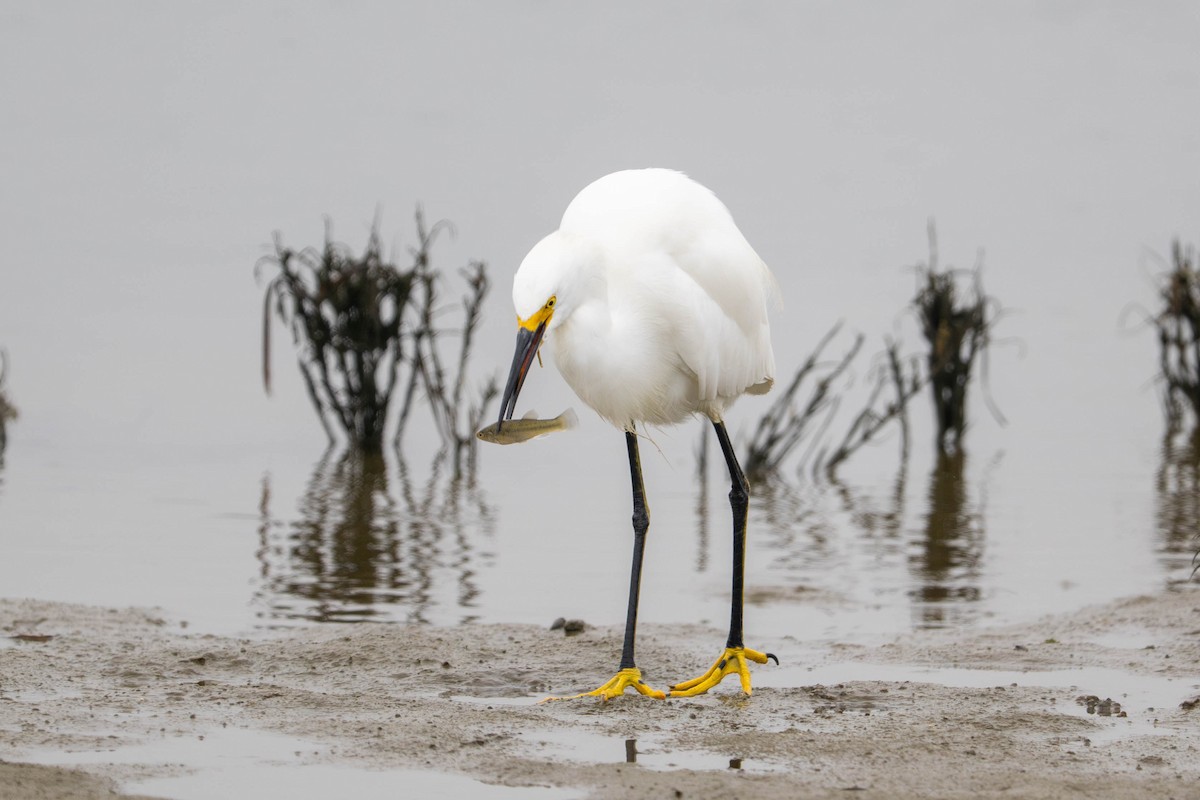 Снежная цапля - ML644633550