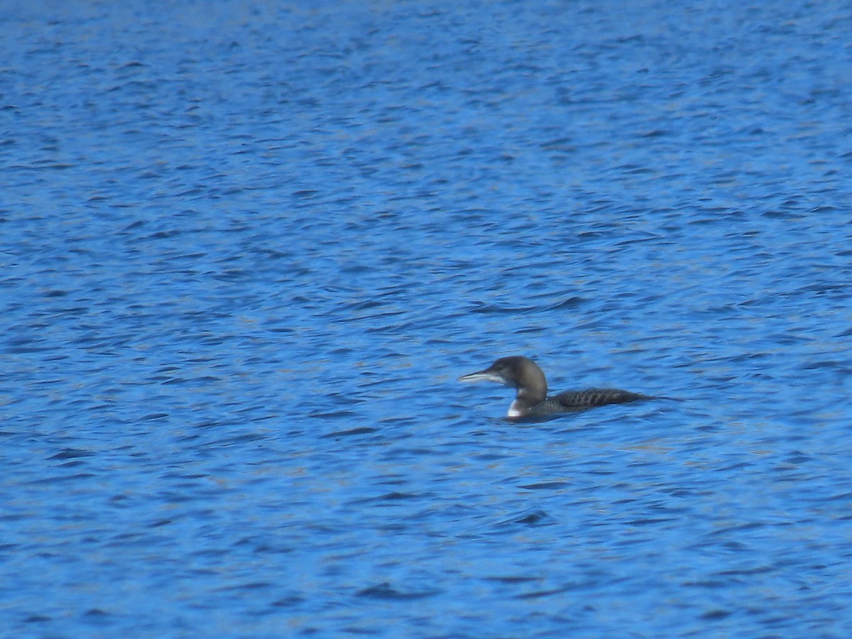 Черноклювая гагара - ML644633556