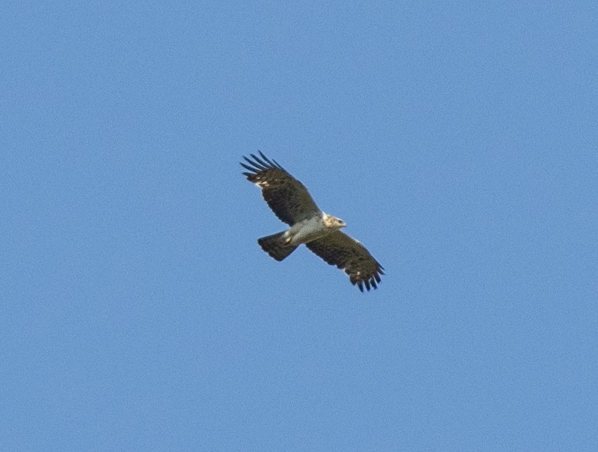 Ayres's Hawk-Eagle - ML644633558