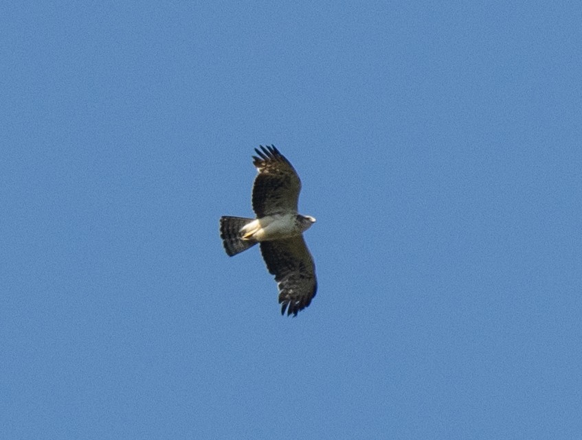 Ayres's Hawk-Eagle - ML644633559