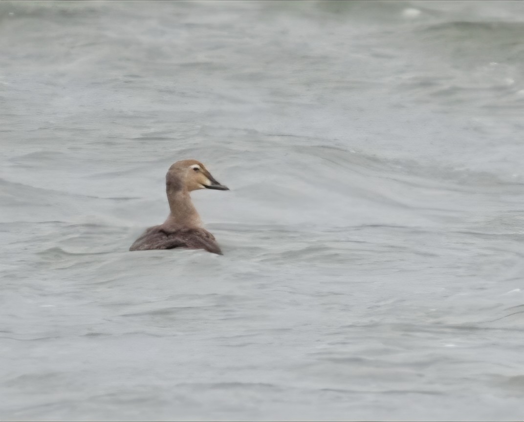Гага-гребенушка - ML644633563