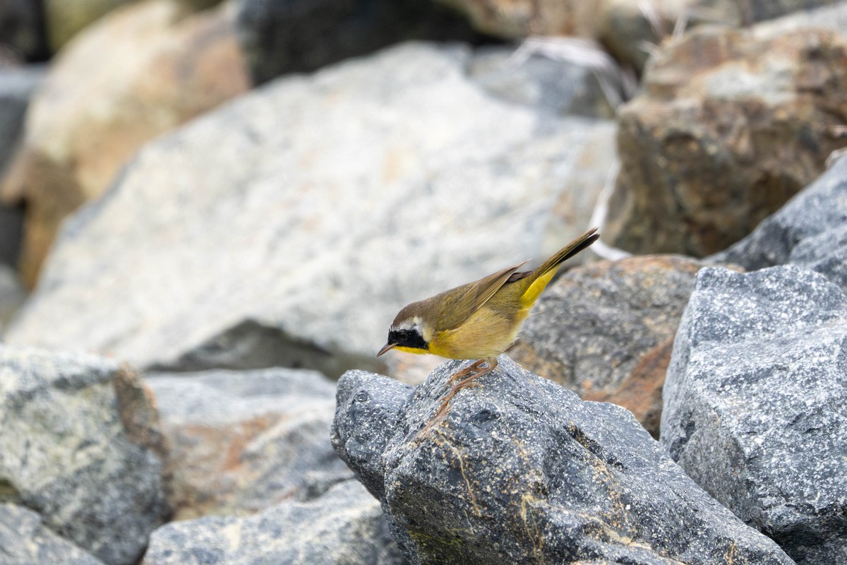 Северная желтогрудка - ML644633564