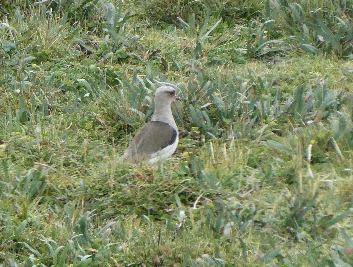 Андский чибис - ML644633573