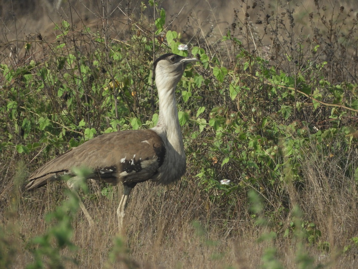 オーストラリアオオノガン - ML644633575