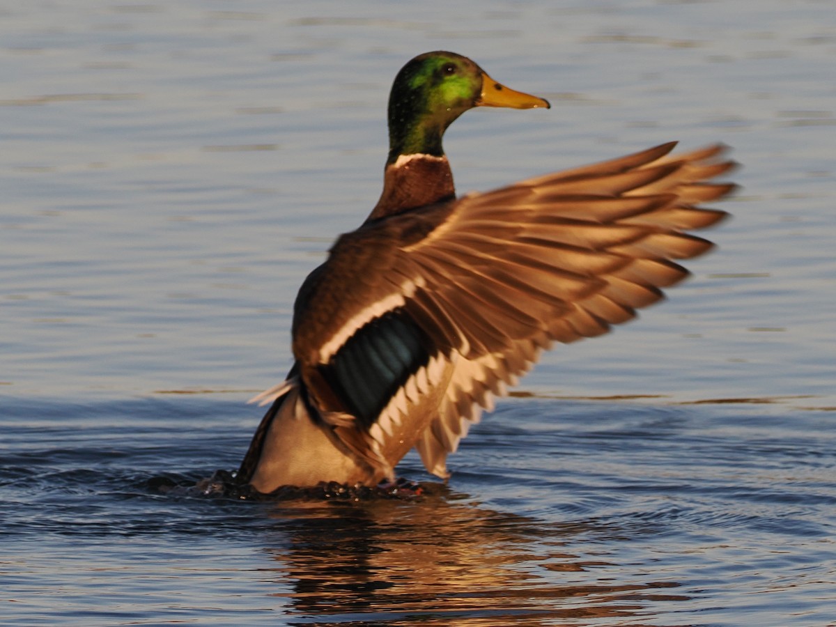 Кряква - ML644633579