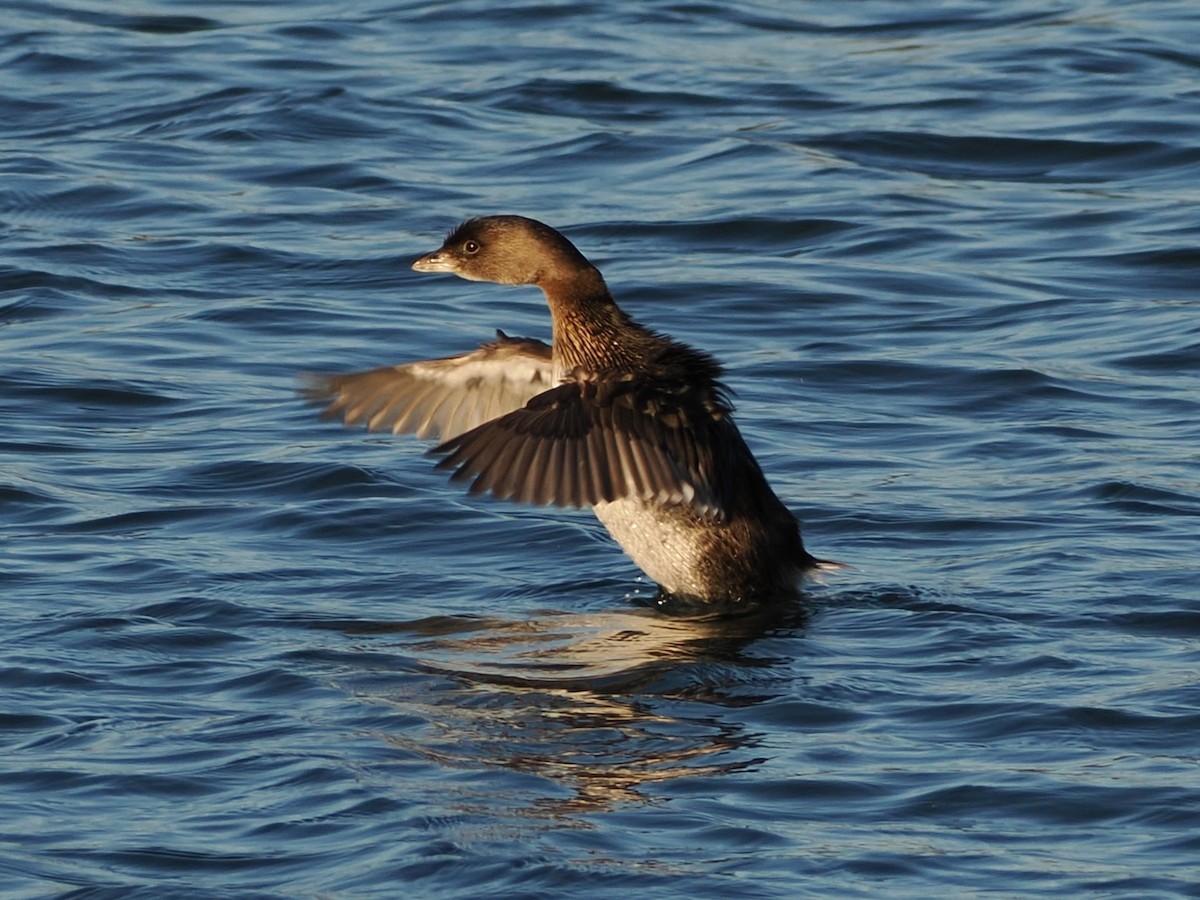 Пестроклювая поганка - ML644633590