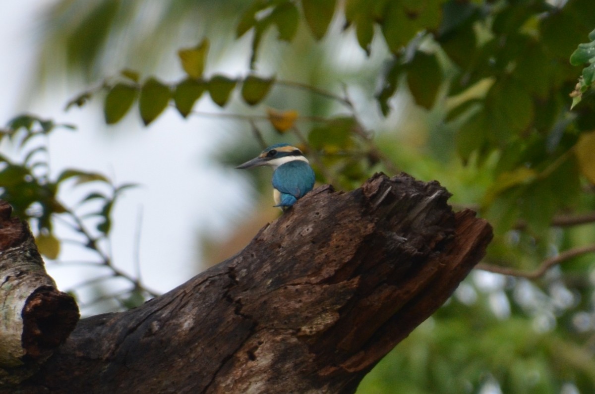 Martin-chasseur du Pacifique - ML644633592