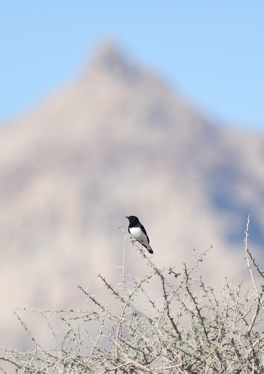 Hume's Wheatear - ML644633605