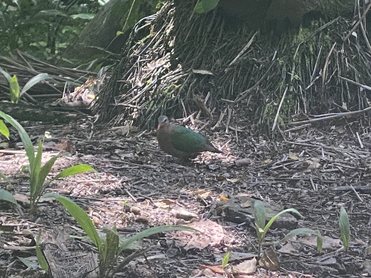 smaragddue - ML644633615