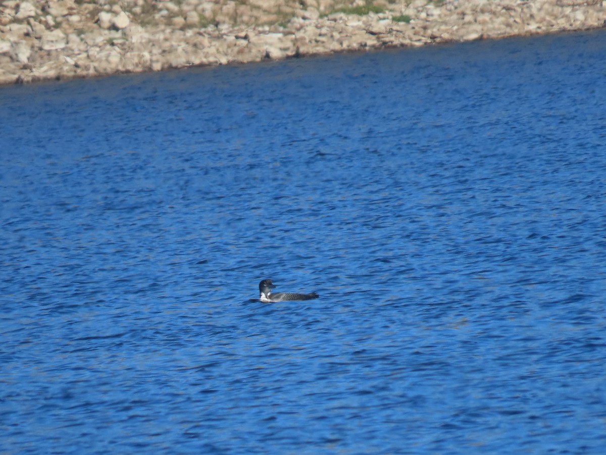 Черноклювая гагара - ML644633617