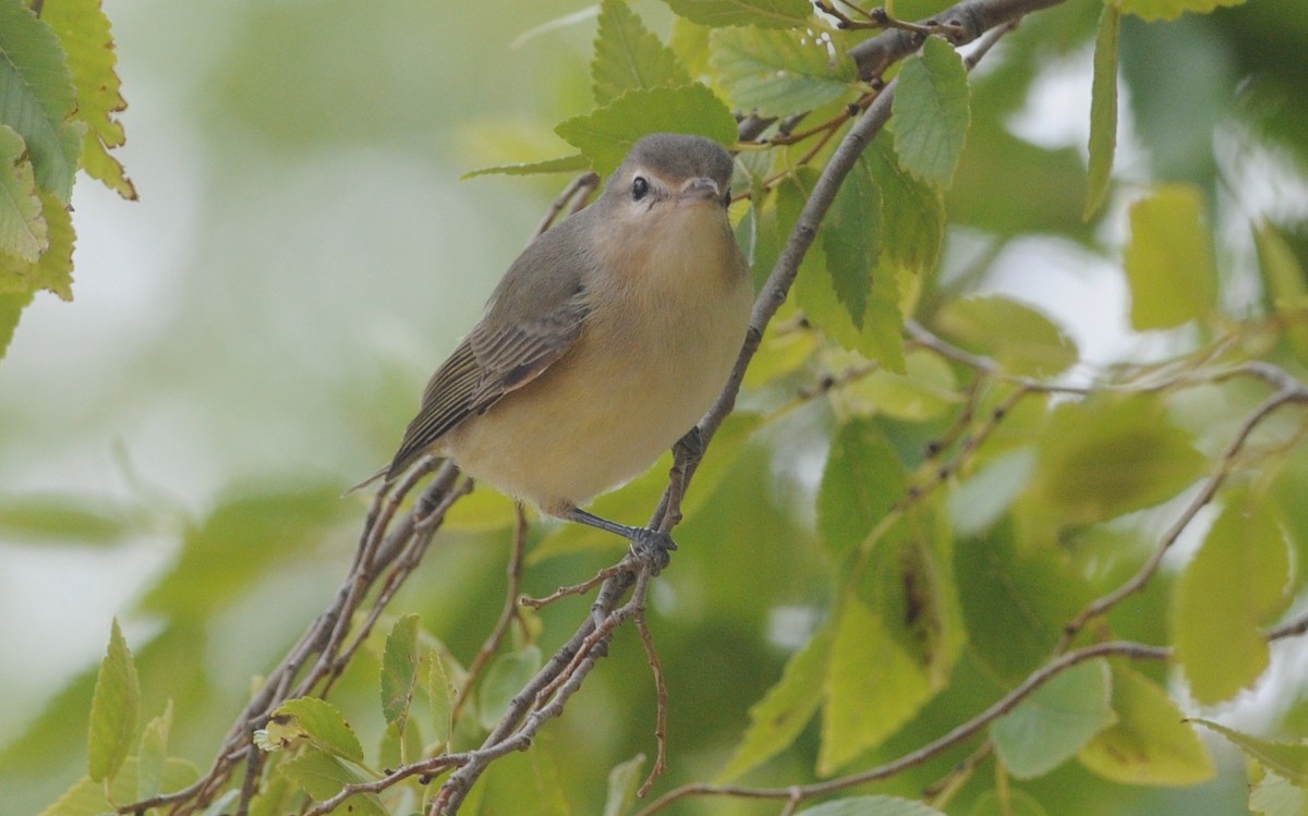 Western Warbling Vireo - ML644633618
