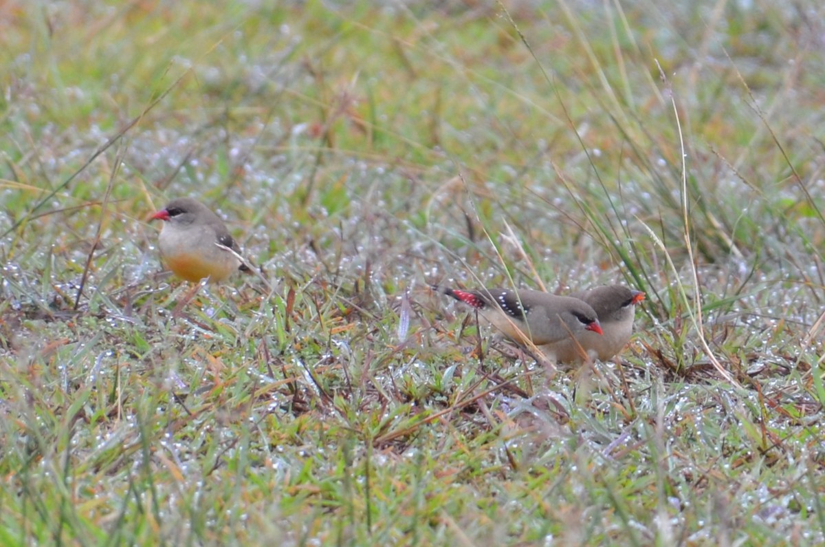 Red Avadavat - ML644633619