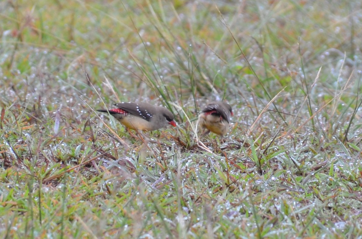 Red Avadavat - ML644633620