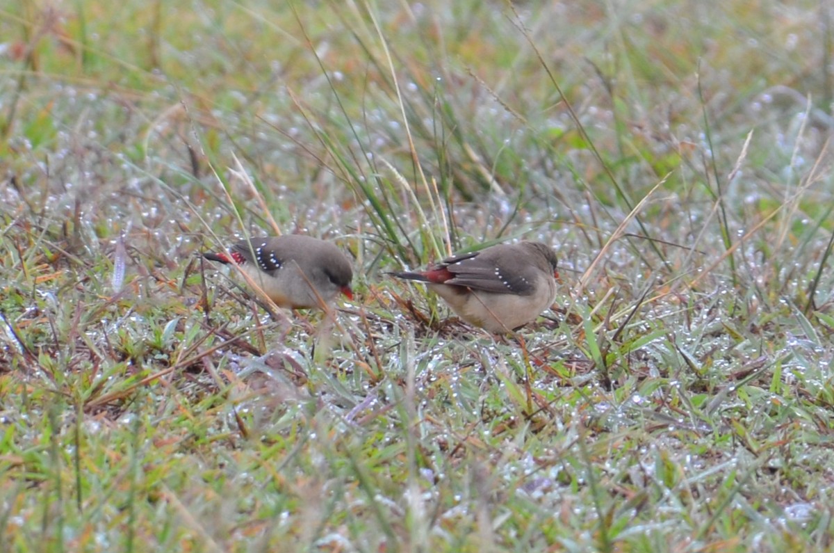 Red Avadavat - ML644633621