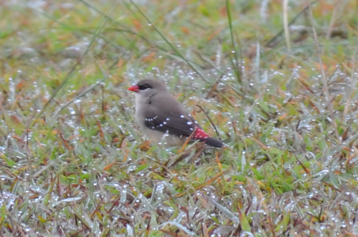 Red Avadavat - ML644633623