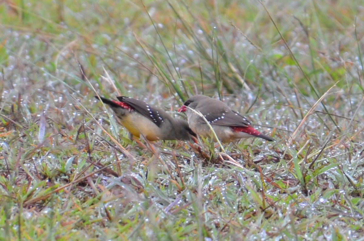 Red Avadavat - ML644633624