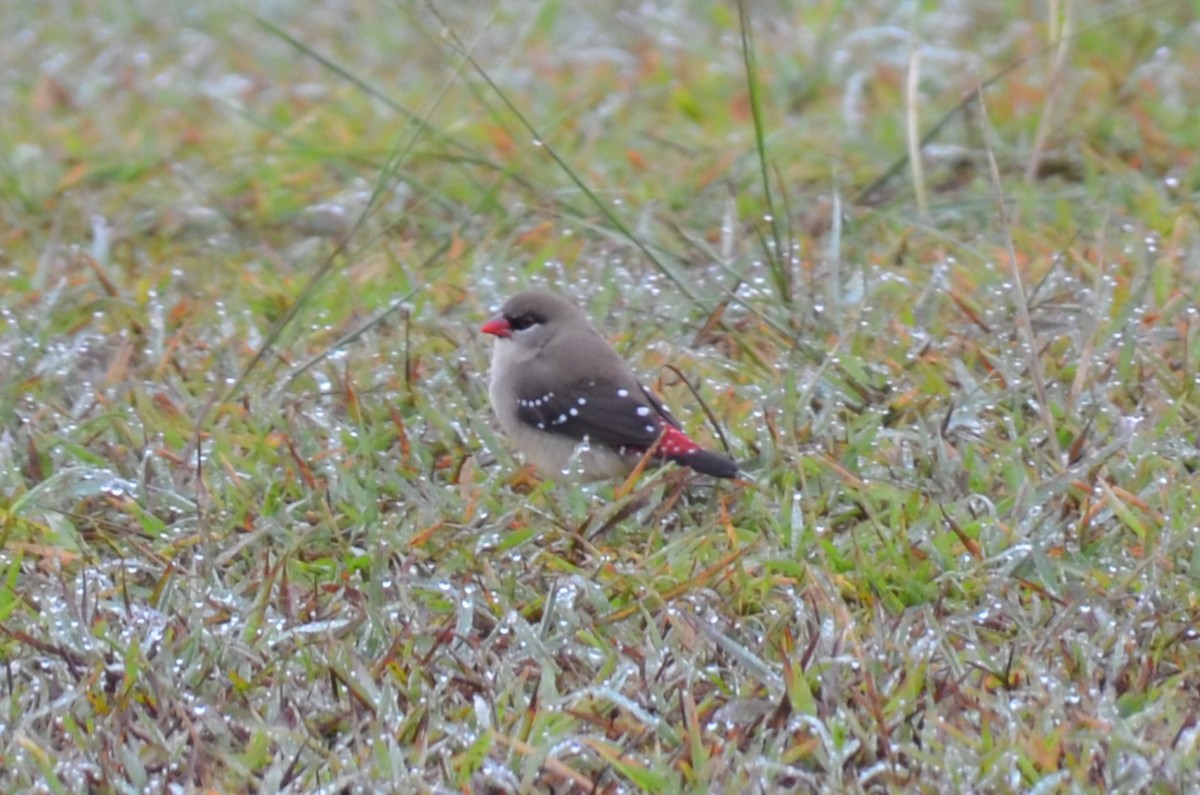 Red Avadavat - ML644633625