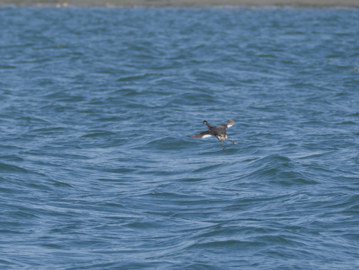 Eared Grebe - ML644633626