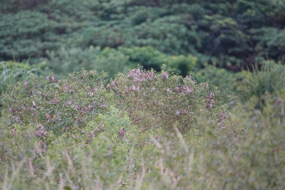 Eurasian Tree Sparrow - ML644633628