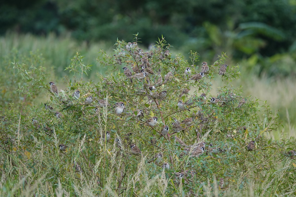 Eurasian Tree Sparrow - ML644633629