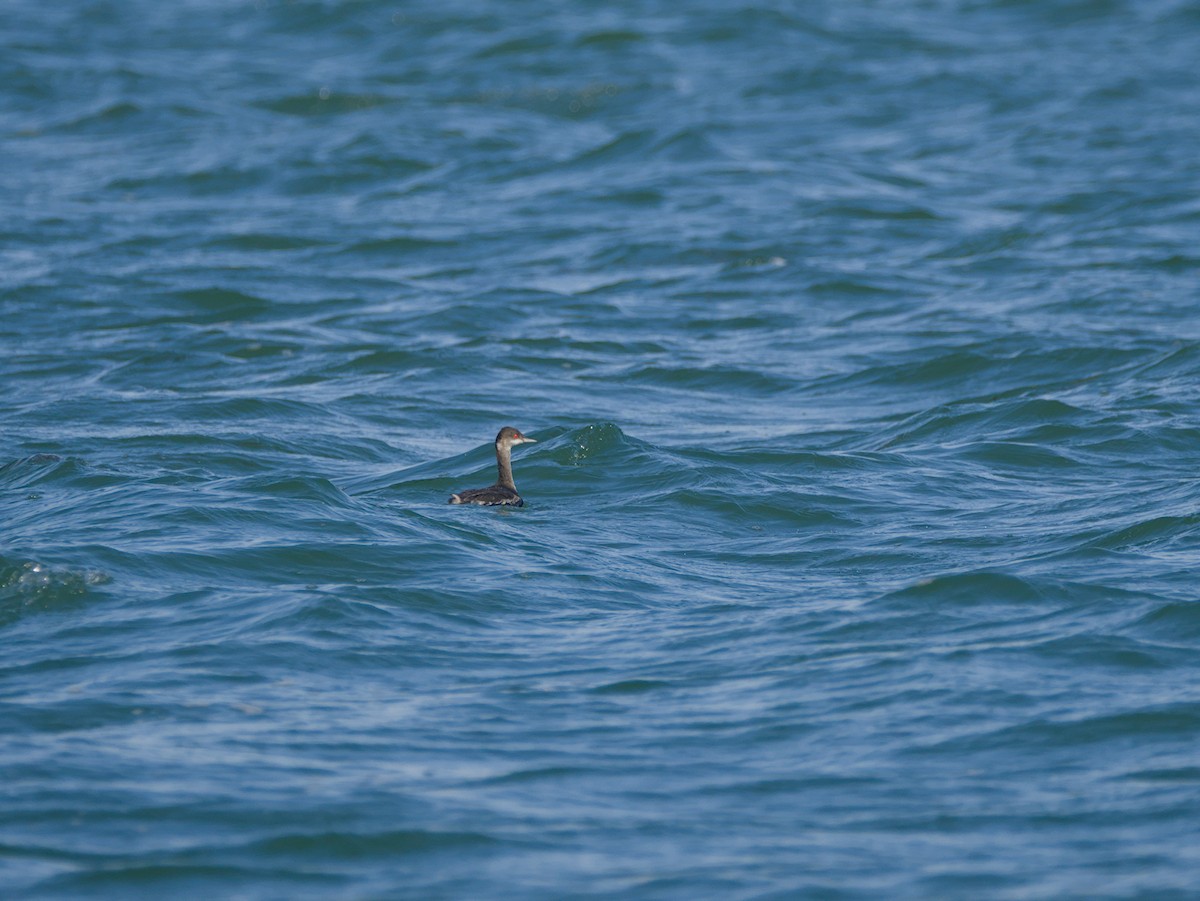 Eared Grebe - ML644633630