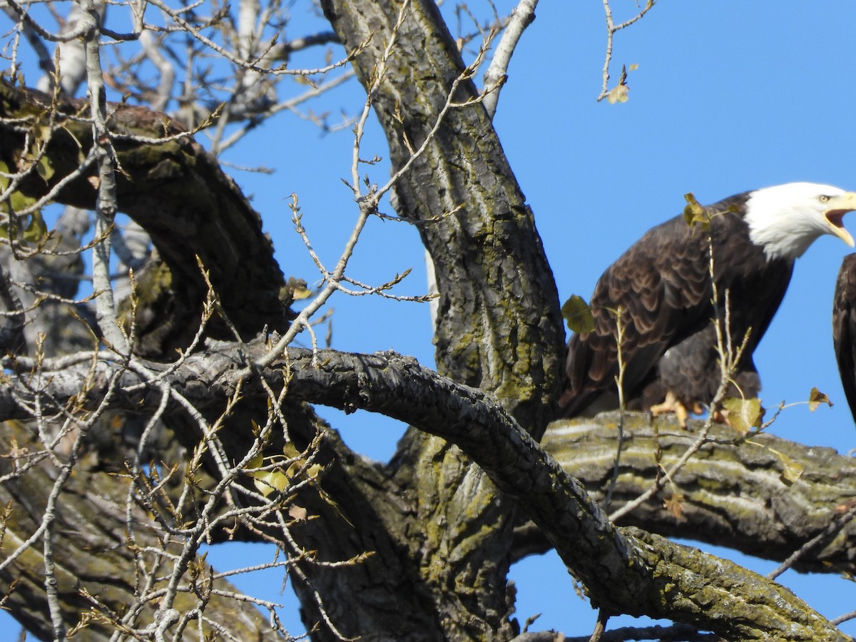 Белоголовый орлан - ML644633631