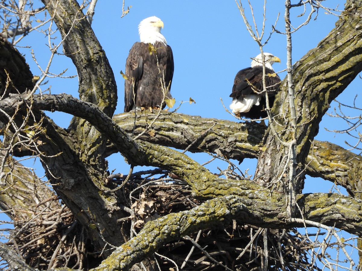 Белоголовый орлан - ML644633632