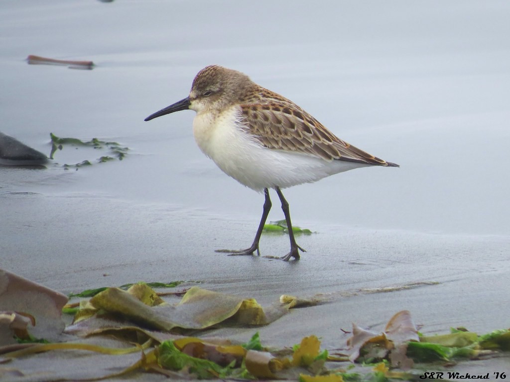 Western Sandpiper - ML644633633