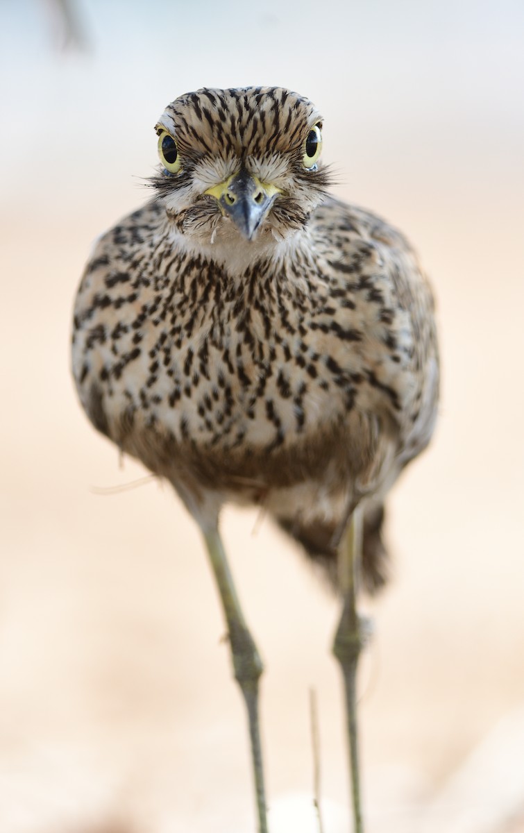 Spotted Thick-knee - ML644633634