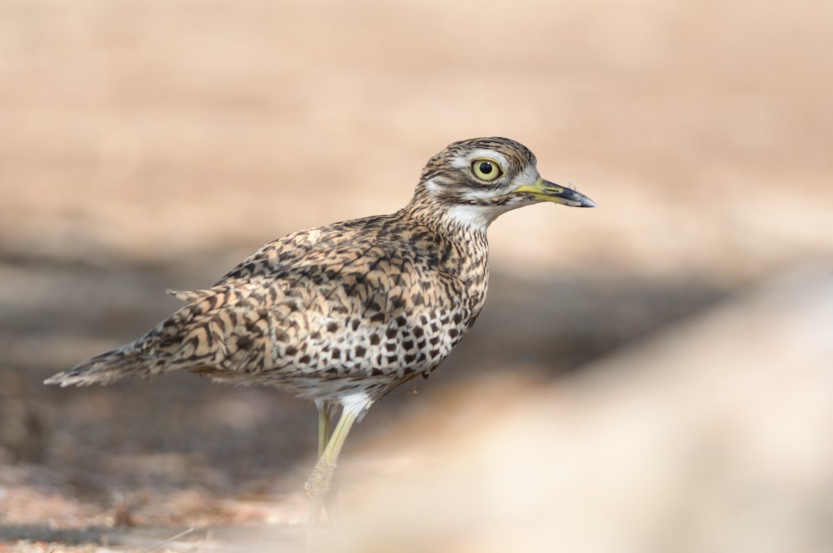Spotted Thick-knee - ML644633635