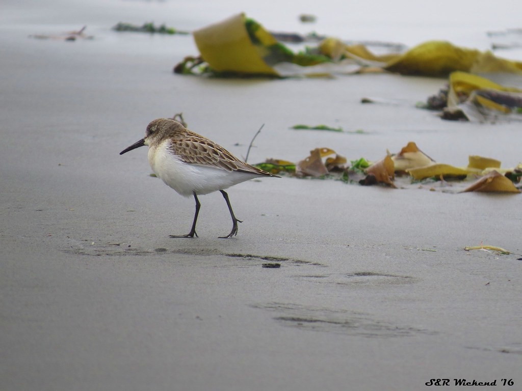 Western Sandpiper - ML644633636