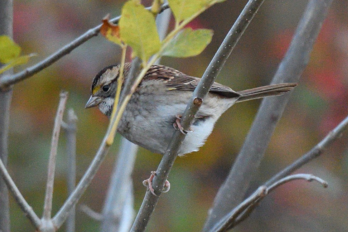 Белогорлая зонотрихия - ML644633637