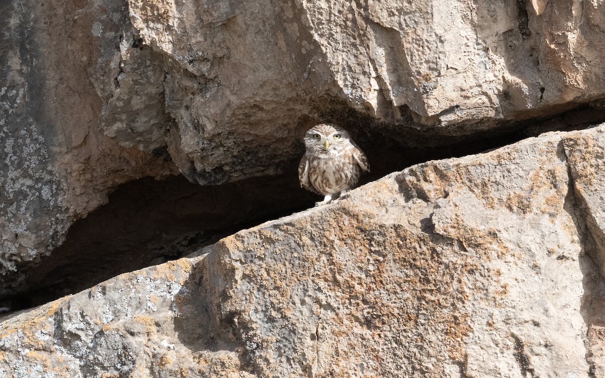 Little Owl - ML644633638