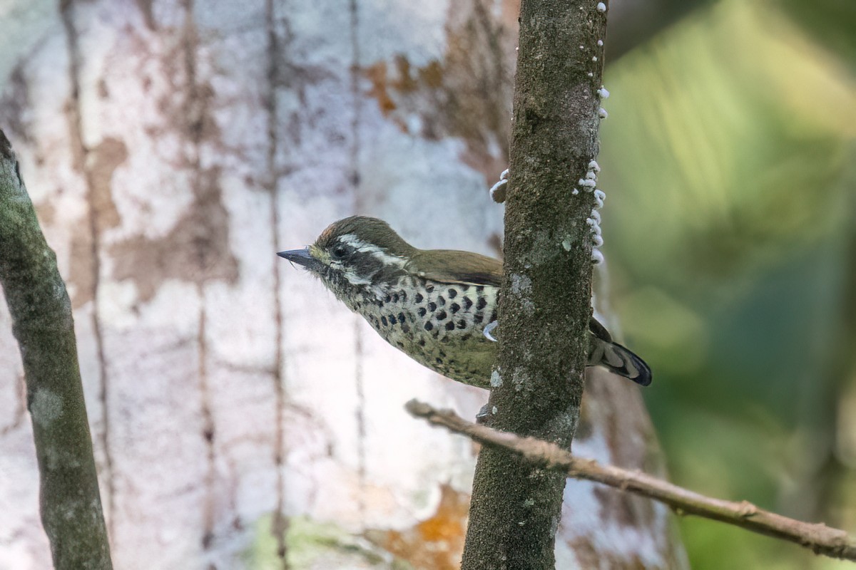 Speckled Piculet - ML644633639
