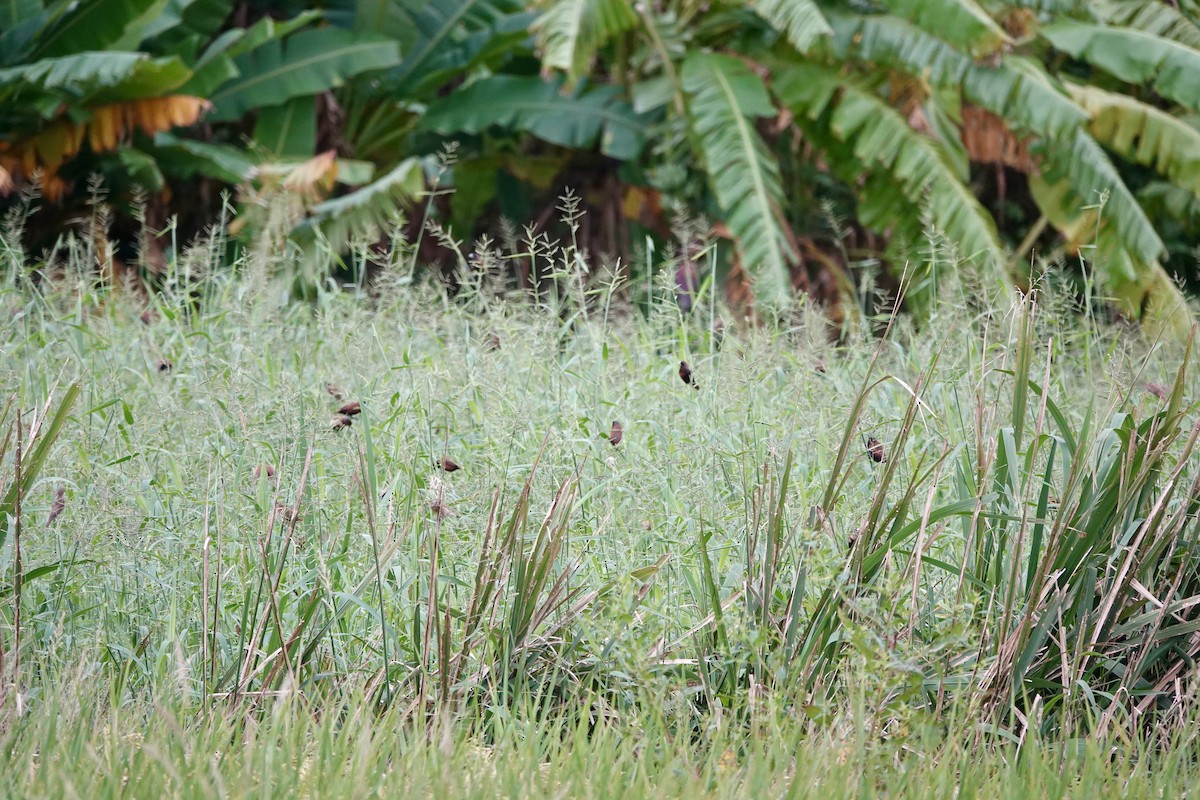 Chestnut Munia - ML644633640
