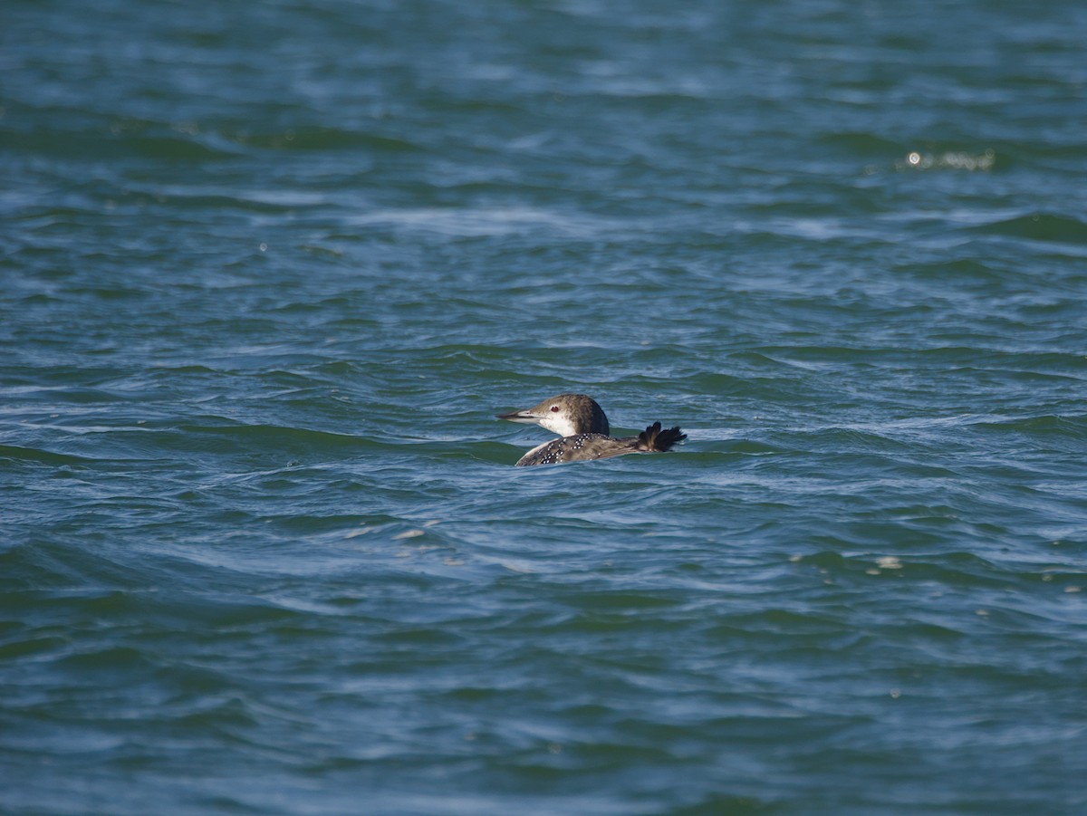 Common Loon - ML644633641