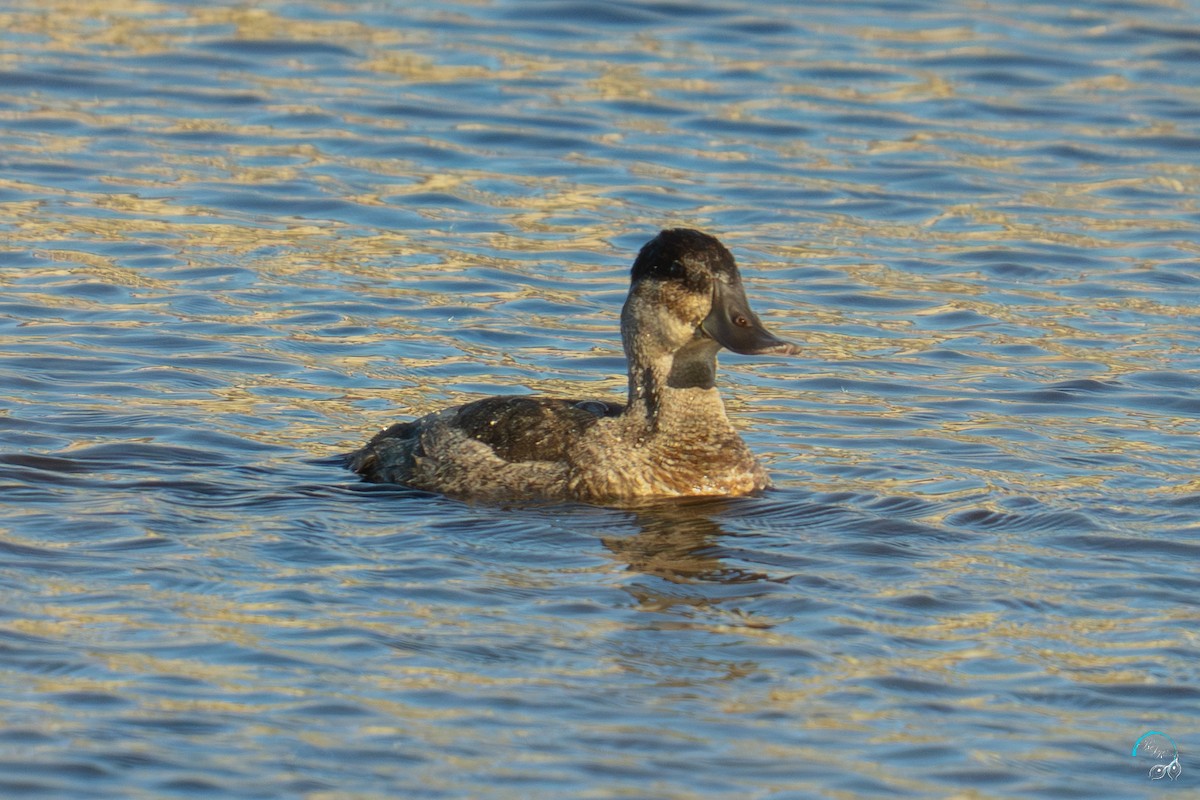Американская савка - ML644633642