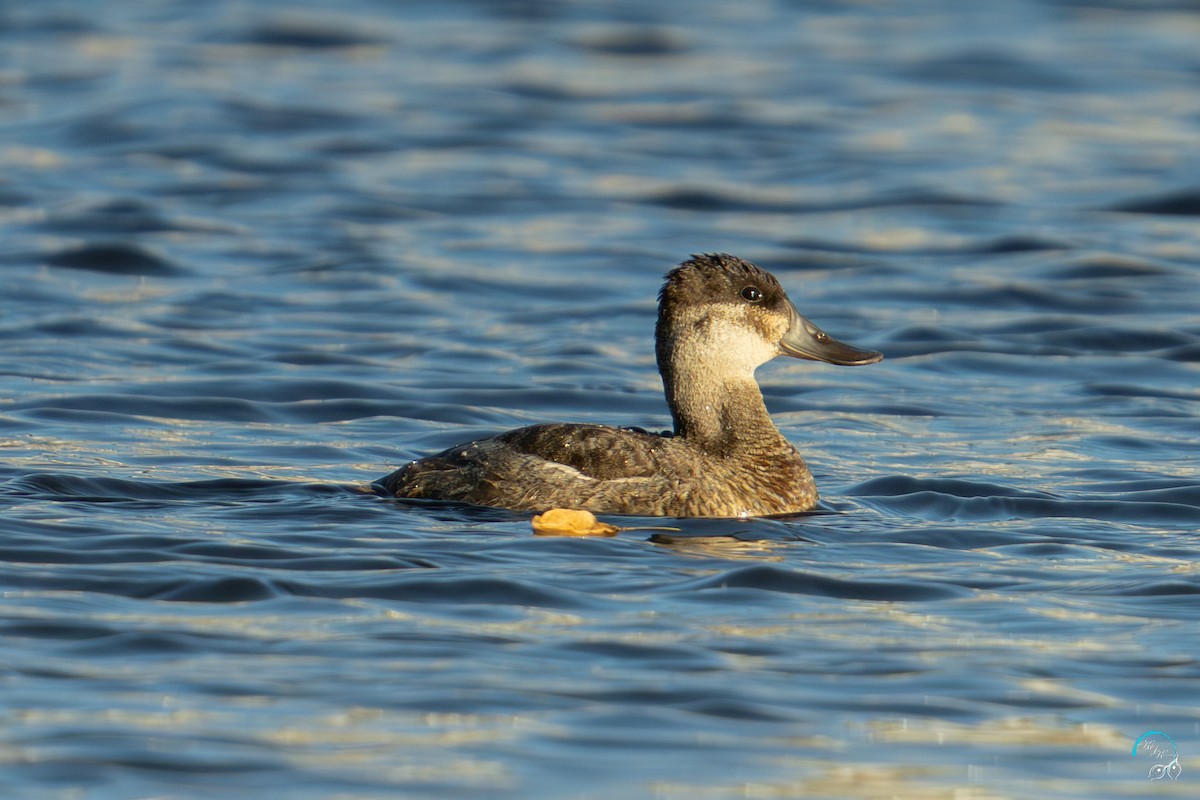 Американская савка - ML644633643