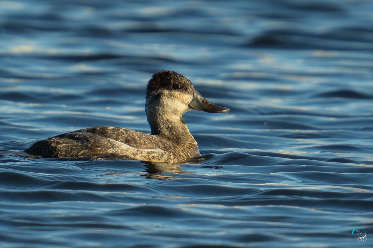 Американская савка - ML644633644