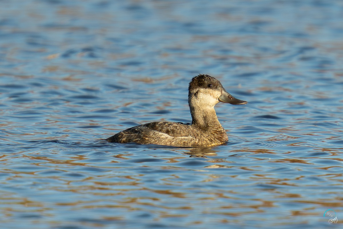 Американская савка - ML644633645