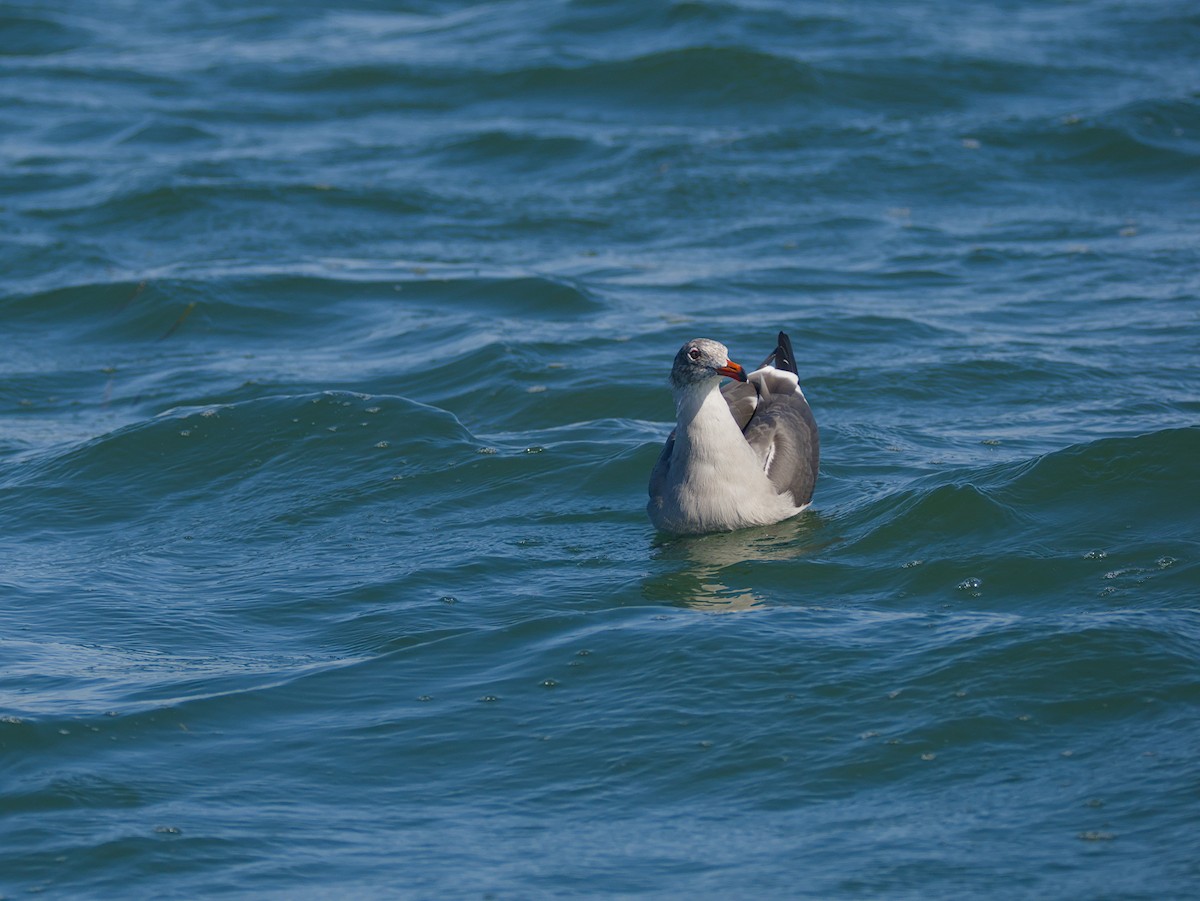 Heermann's Gull - ML644633646