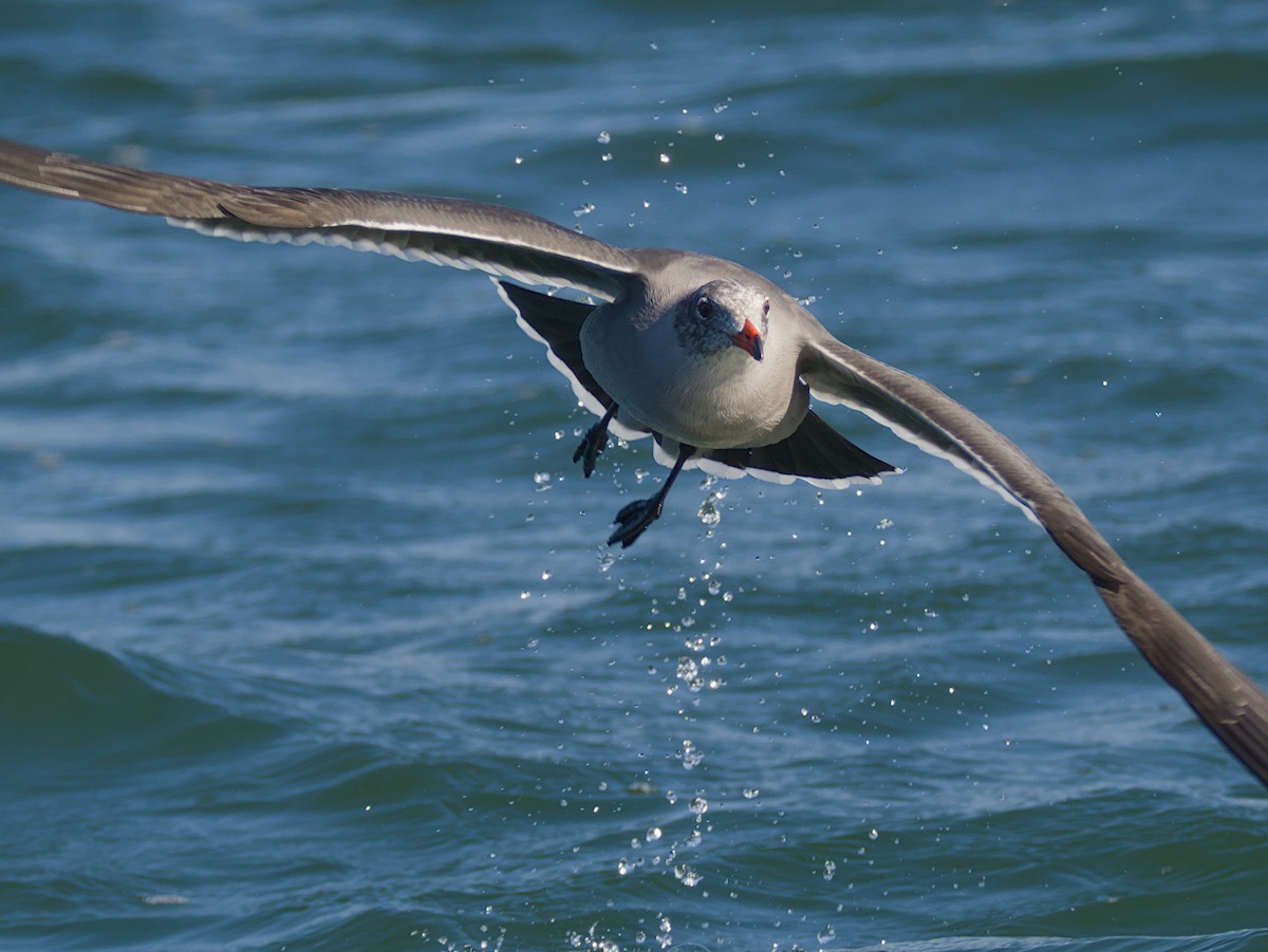 Heermann's Gull - ML644633648