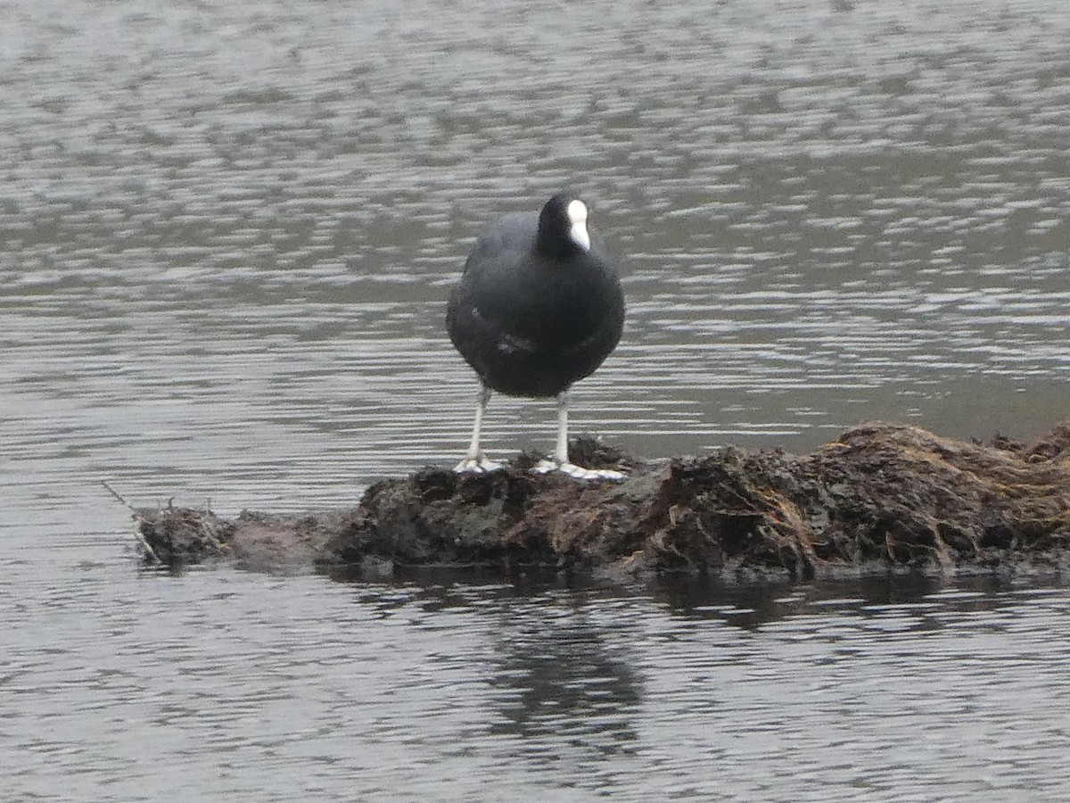Slate-colored Coot - ML644633653