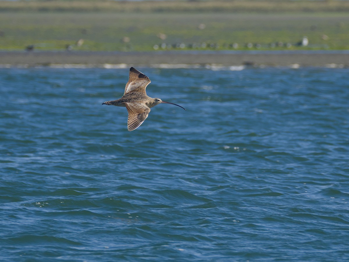 Long-billed Curlew - ML644633659