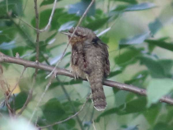 Eurasian Wryneck - ML644633676