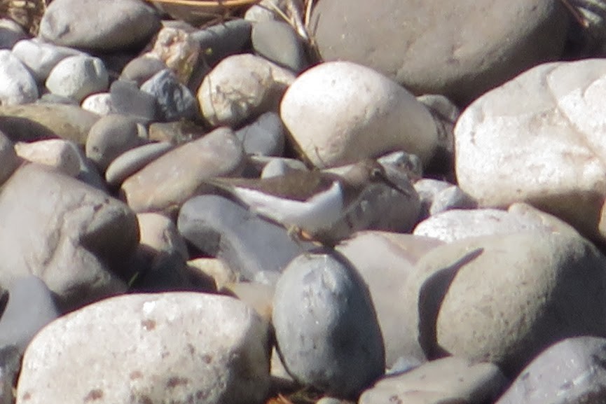 strandsnipe - ML644633703