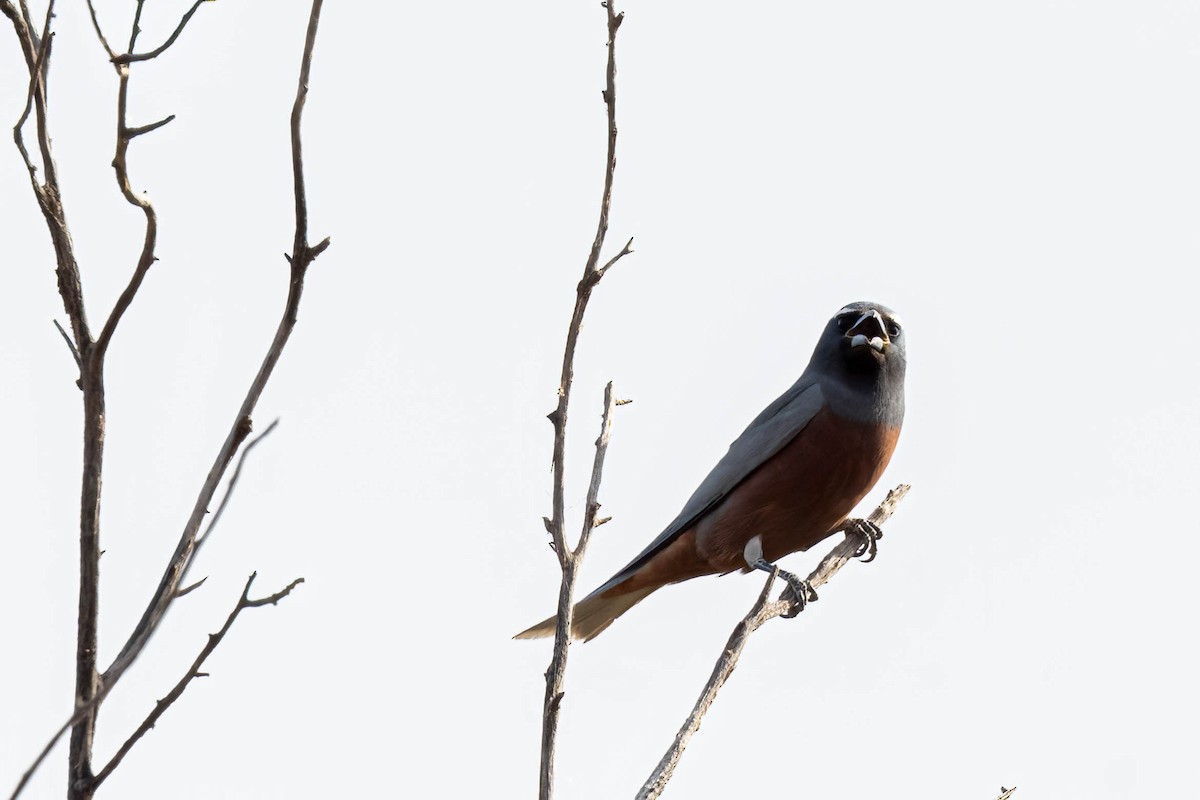 White-browed Woodswallow - ML644633713